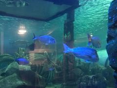 -悉尼海洋生物水族馆