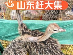 -灵山卫大集