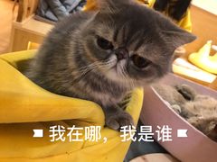 -滚猫咖啡·猫咖·猫友好撸猫(未来城店)