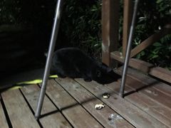 -崇明东平国家森林公园烧烤房车露营地