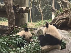 -都江堰中华大熊猫苑