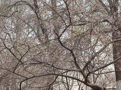 -桃花堤公园