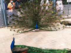 -长白岛森林公园