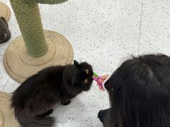 -喵园·猫主题咖啡厅·撸猫·猫咖(国贸店)