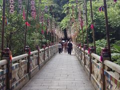 -西双版纳原始森林公园
