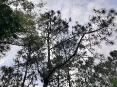 -滴水岩森林公园