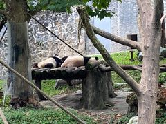 -都江堰中华大熊猫苑