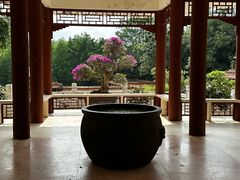 -深圳仙湖植物园