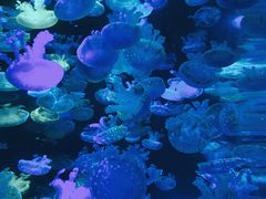 -海合安成都极地海洋公园
