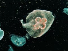 -上海海洋水族馆