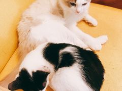 -猫在这儿猫咪咖啡馆·撸猫馆