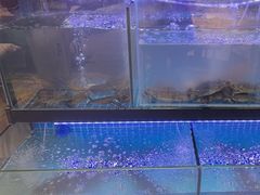-老班长·小龙虾·鲜货烧烤大排档(金街美地店)