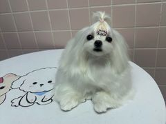-FAELING PETS美天灵宠物(富力广场店)
