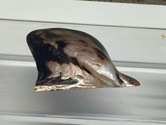 -贝壳王国博物馆
