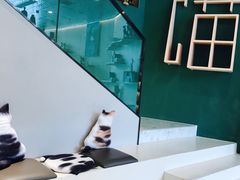 -飞行喵MR PILOT|猫舍·猫咖(静安大融城店)