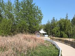 -日照海滨国家森林公园