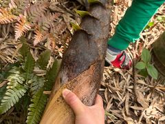 -上海佘山国家森林公园天马山园