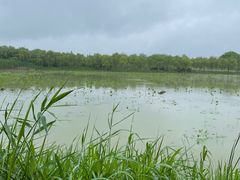 -泗洪洪泽湖湿地景区