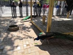 -长白岛森林公园