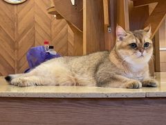 -MOCHA明星猫咖(田子坊店)