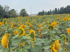 -杭州湾海上花田景区