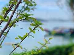 -海沧湾公园