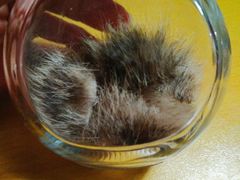 -彩虹桥宠物火化殡葬善终服务(金乐大厦店)