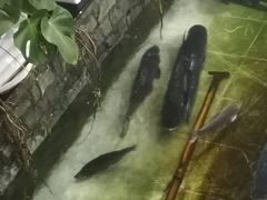 -燕北云山·农家菜·灶台鱼(密云溪翁庄店)