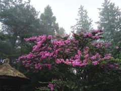 -庐山风景区花径公园