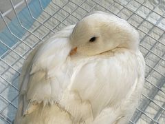 -怪兽屋·羊驼·猫咖·狗咖(俊华广场店)