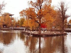 -金塔沙漠胡杨林景区