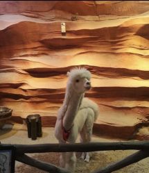 -酷嗒动物文化乐园(cutezoo西溪乐天城店)