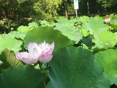 -陈家山荷花公园