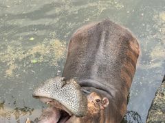 -海南热带野生动植物园