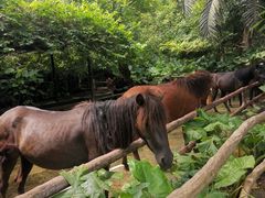 -海南热带野生动植物园