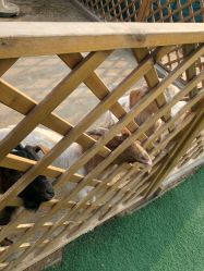 -萌宠亲子动物乐园(槐房万达店)