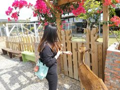 -鹿境梅花鹿生态园区