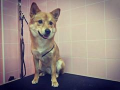 -百好乐宠物友好餐厅(朝外大街店)