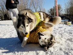 -宠乐会宠物乐园