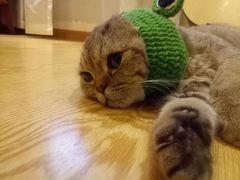 -万小咖.猫咖(中山路天虹店)
