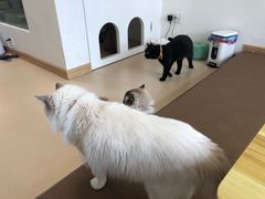 -猫在这儿猫咪咖啡馆·撸猫馆