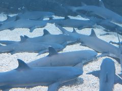 -烟台海昌鲸鲨海洋公园