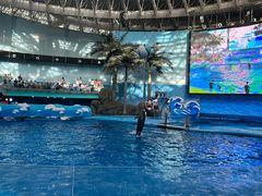 -海合安成都极地海洋公园
