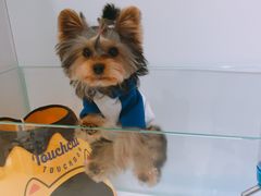-BABYDOG宝贝狗宠物乐园(欧洲城店)