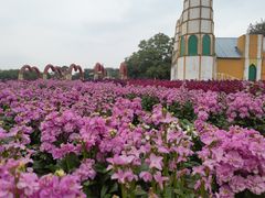 -松山湖梦幻百花洲
