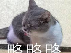 -猫色咖啡·猫咖