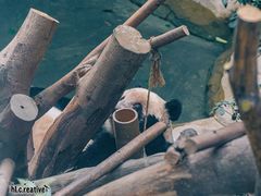 -成都大熊猫繁育研究基地
