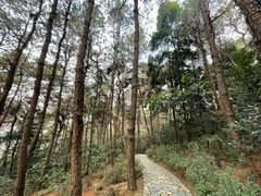 -铁山坪森林公园