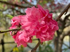 -南汇桃花村