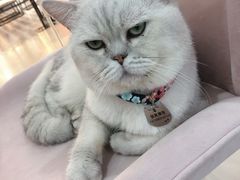 -糯米喵星人·撸猫猫舍咖啡馆(西市场嘉华店)